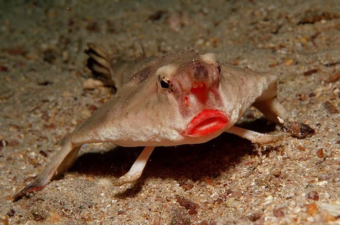 red-liped-batfish-uses-its-fins-to-walk