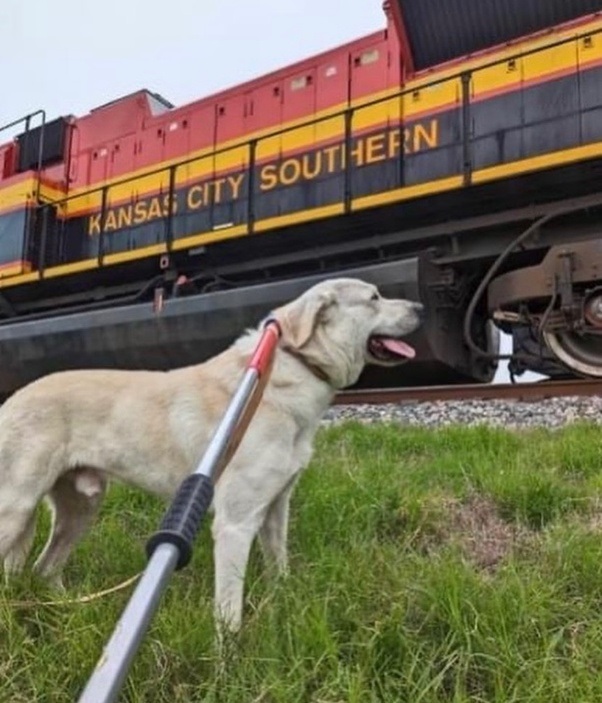 dog freed from train tracks