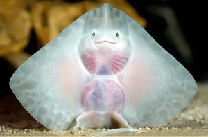 The Smile of a Stingray that will make you Feel Good