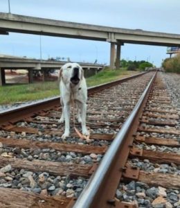 He was NAILED to the train tracks.. This is a Miracle!!