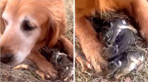 Golden Retriever protecting newborn bunnies